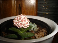 3f0b81df-Picture 011.jpg